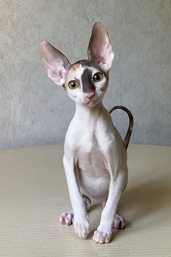 Cacharel | Cornish Rex Kitten