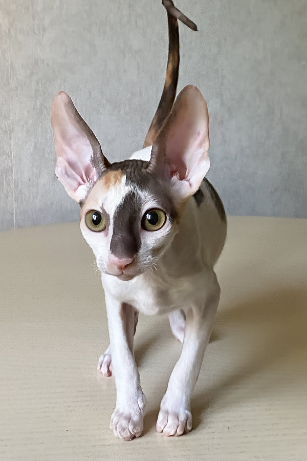 Cacharel | Cornish Rex Kitten