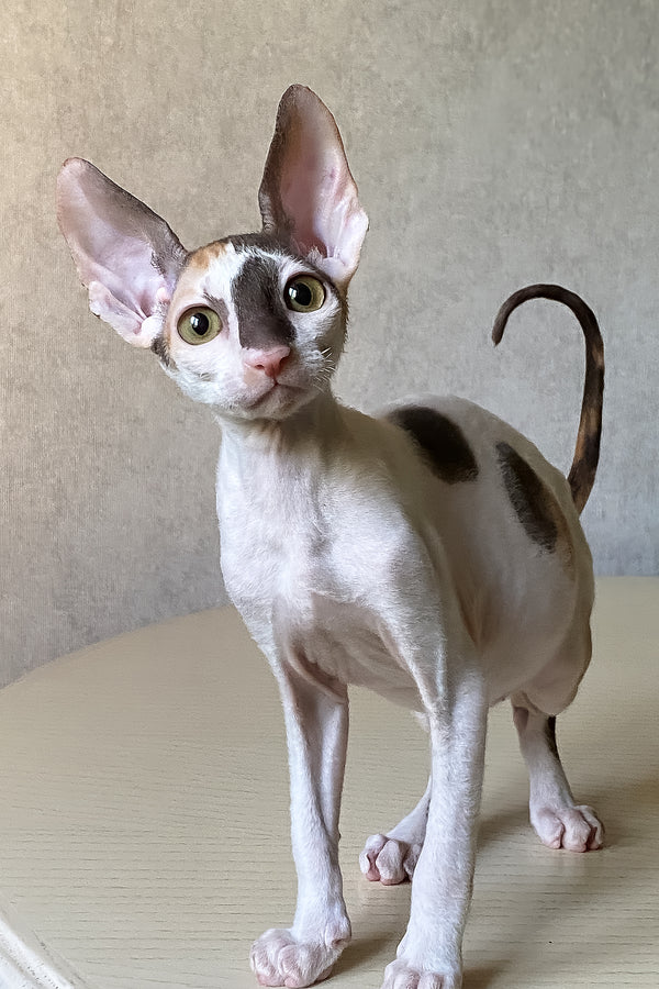 Cacharel | Cornish Rex Kitten