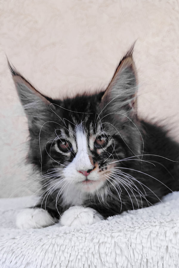 A fluffy black and white purebred maine coon kitten with long pointed ears and soft textured coat called caesar