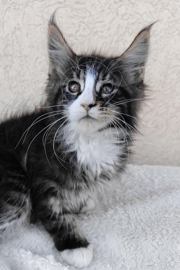 A fluffy black and white maine coon kitten with striking green eyes sits on a soft textured surface purebred kitties