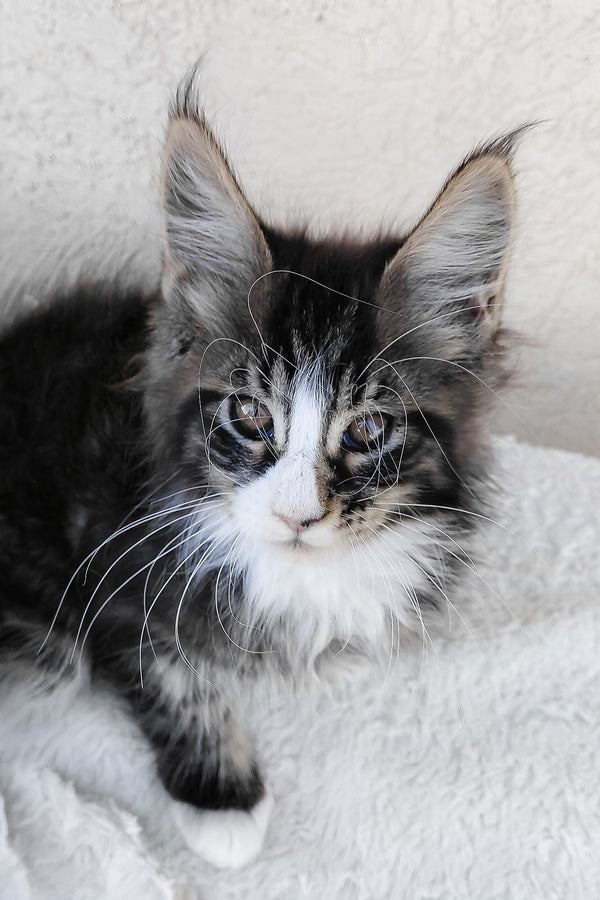 Caesar maine coon kitten fluffy black and white purebred kitties with striking green eyes and long whiskers