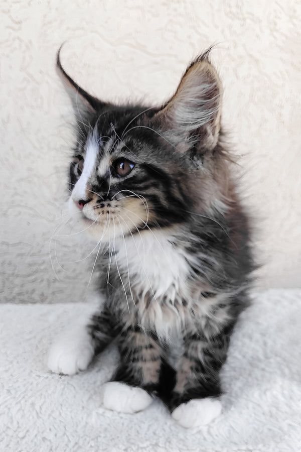 A fluffy maine coon kitten named caesar with striking black classic tabby and white fur and soft pointed ears