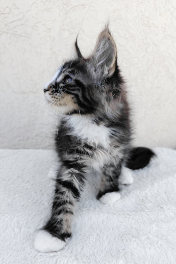 A fluffy maine coon kitten with silver black classic tabby markings and white paws sitting on a soft white surface