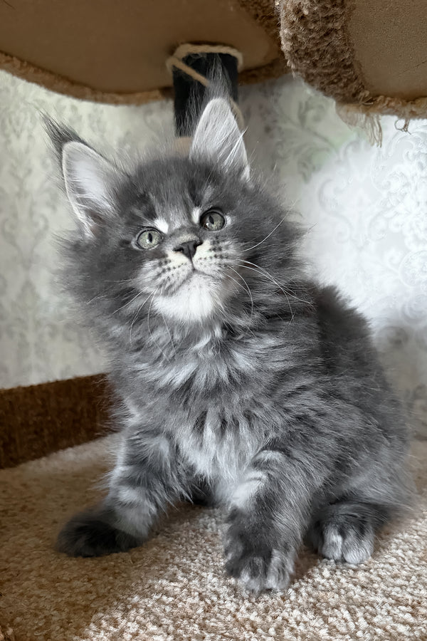 Caesar | Maine Coon Kitten