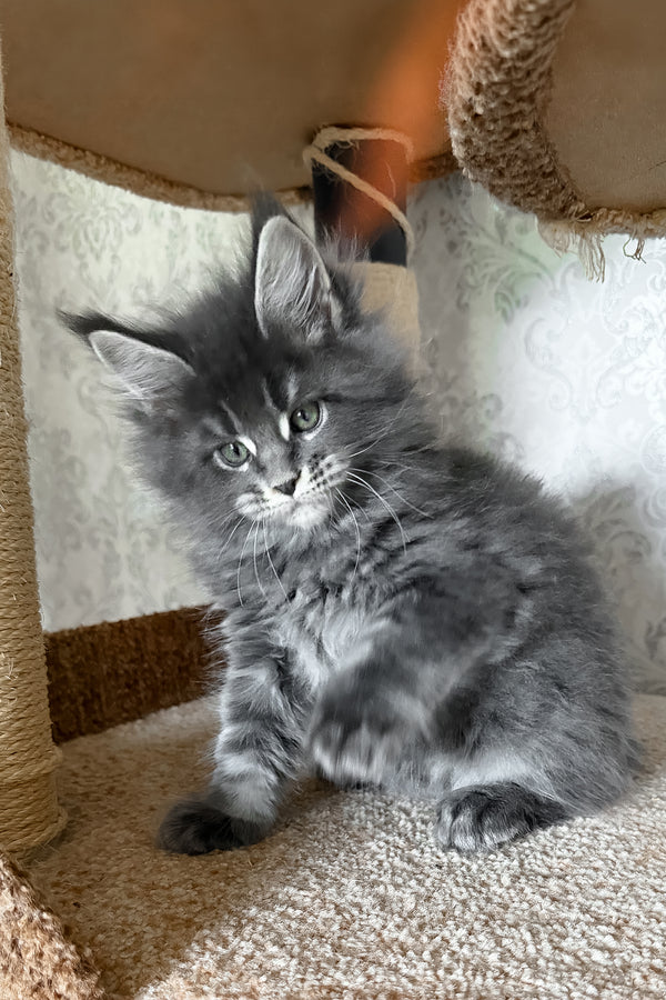 Caesar | Maine Coon Kitten