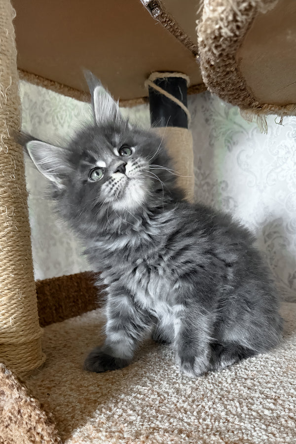Caesar | Maine Coon Kitten