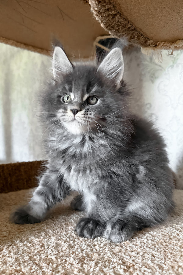 Caesar | Maine Coon Kitten