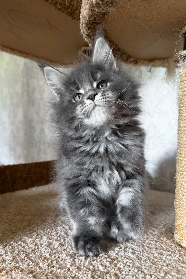 Caesar | Maine Coon Kitten