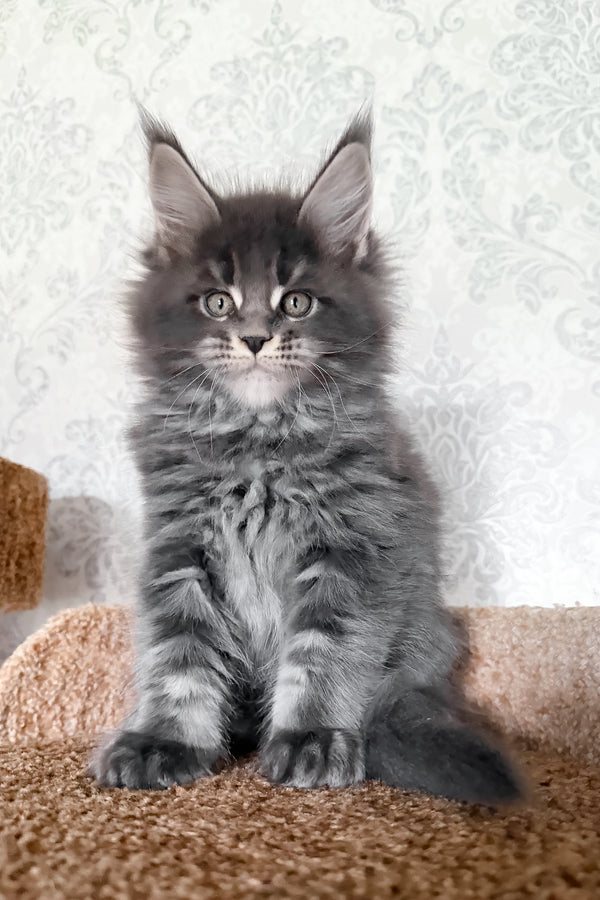 Caesar | Maine Coon Kitten