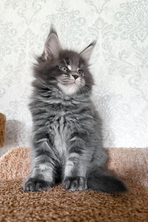 Caesar | Maine Coon Kitten