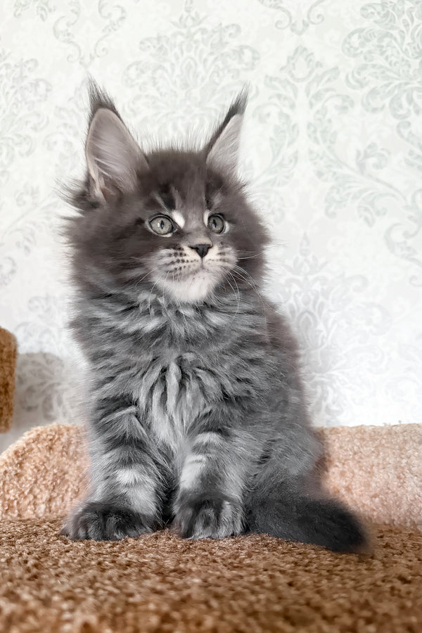 Caesar | Maine Coon Kitten