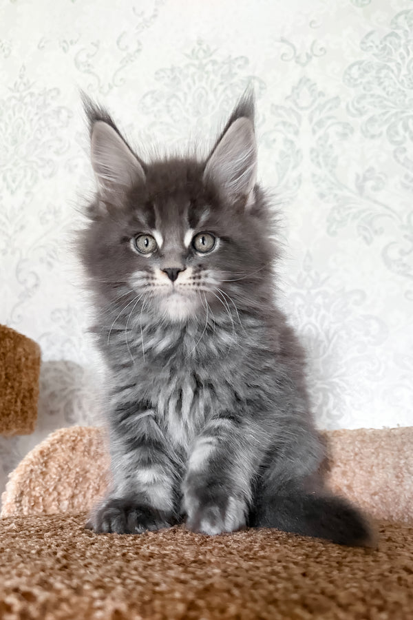Caesar | Maine Coon Kitten