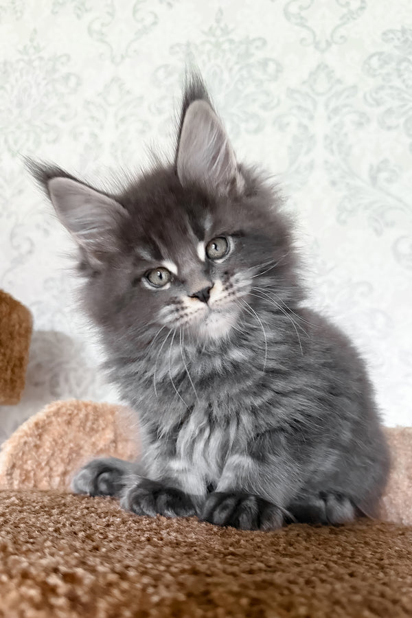 Caesar | Maine Coon Kitten