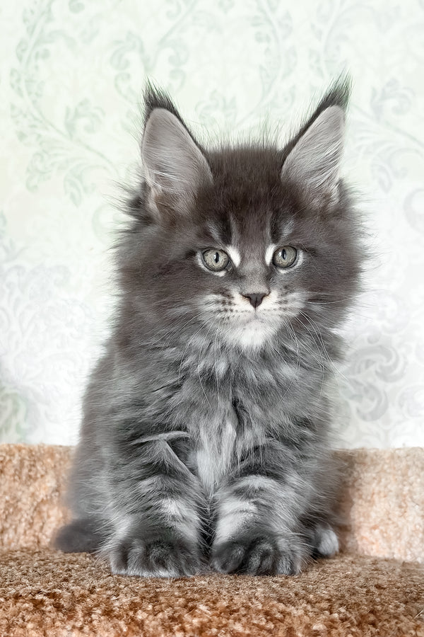 Caesar | Maine Coon Kitten