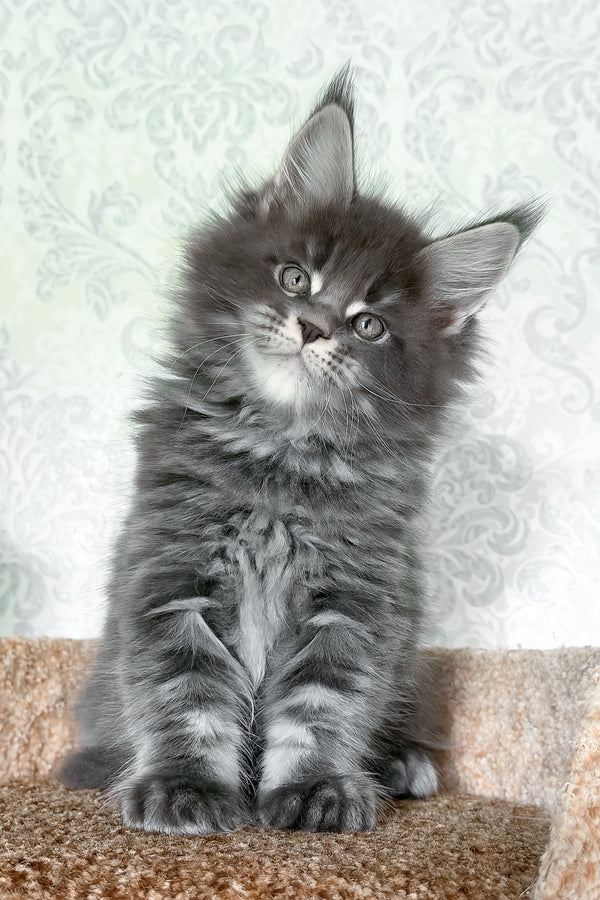 Caesar | Maine Coon Kitten