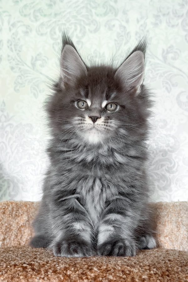 Caesar | Maine Coon Kitten