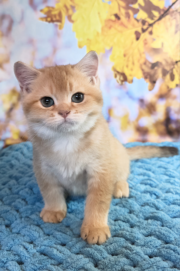 Cake | British Shorthair Kitten