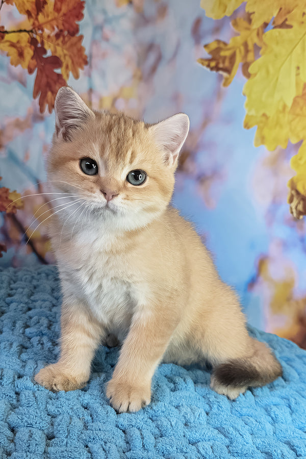 Cake | British Shorthair Kitten