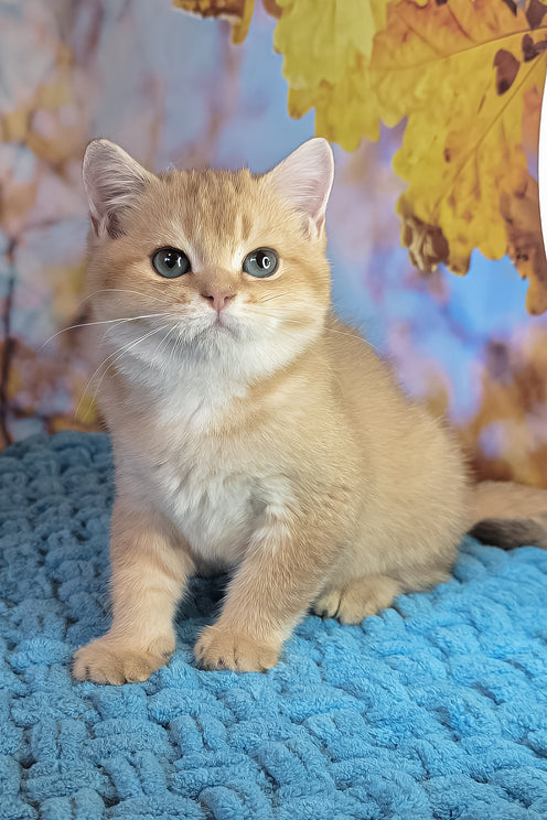 Cake | British Shorthair Kitten
