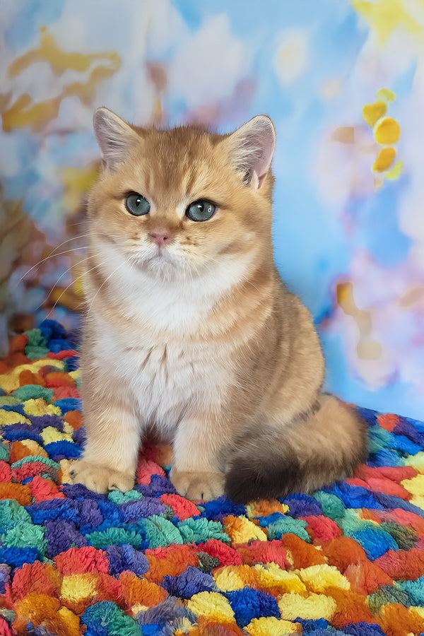 Cake | British Shorthair Kitten