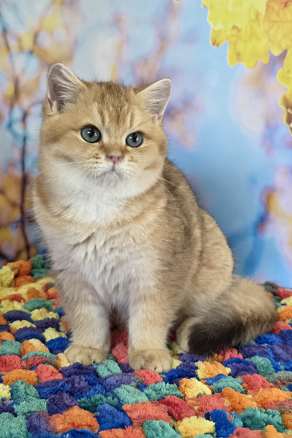 Cake | British Shorthair Kitten