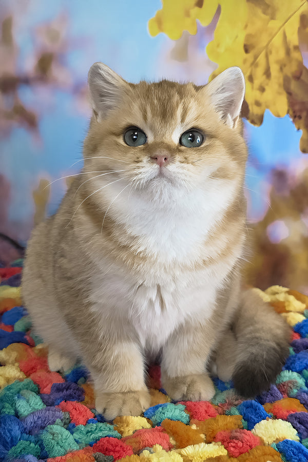 Cake | British Shorthair Kitten