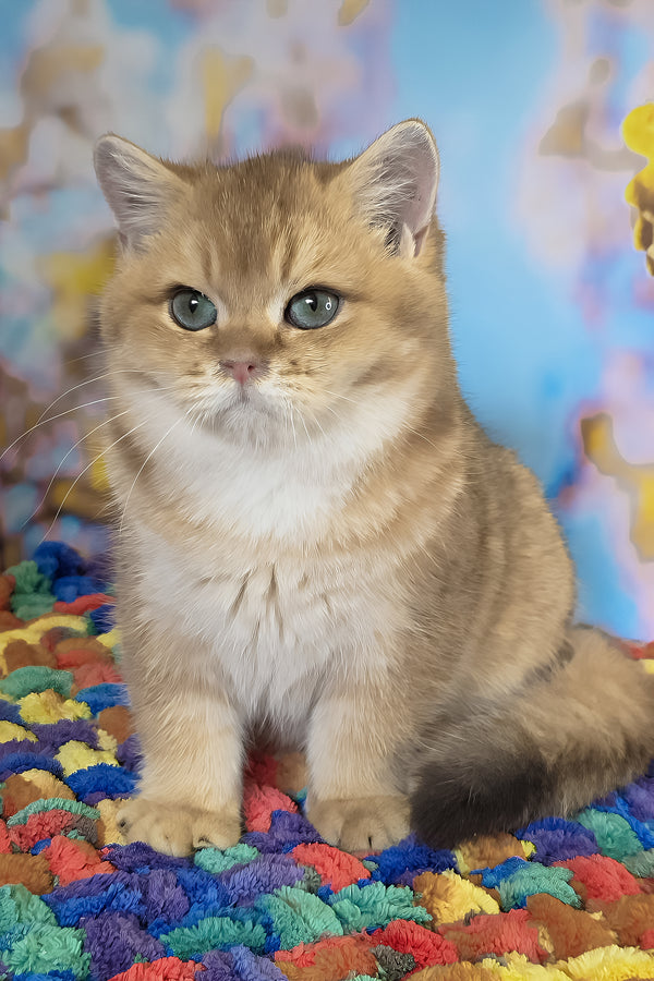 Cake | British Shorthair Kitten