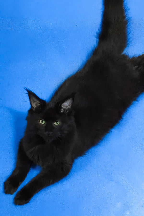Cali | Maine Coon Kitten