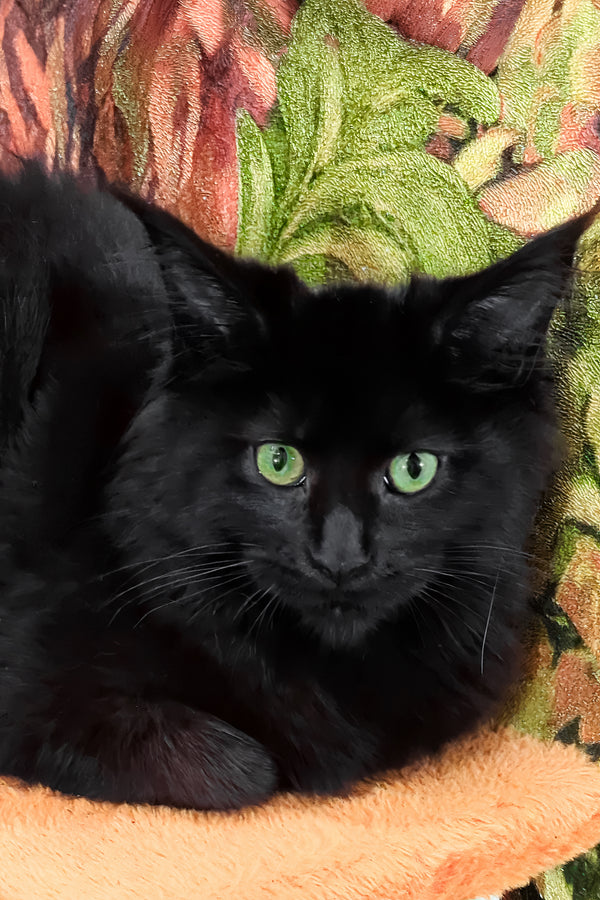 Cali | Maine Coon Kitten