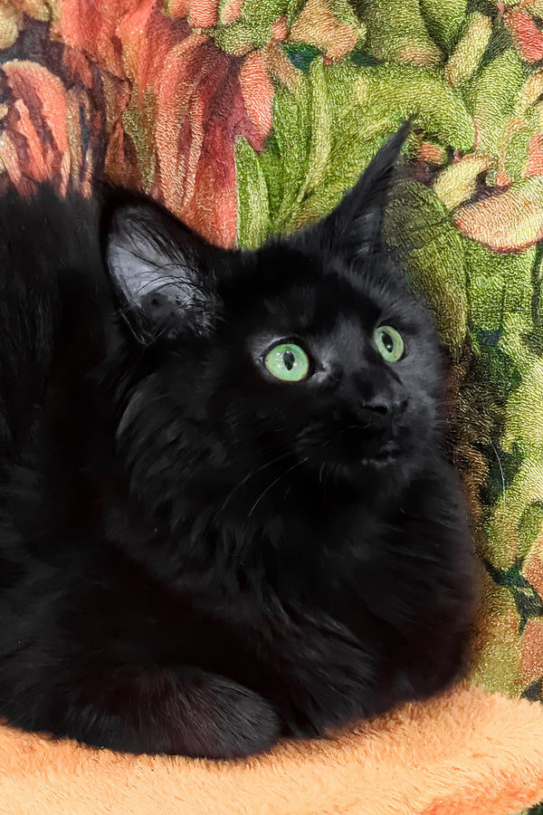 Cali | Maine Coon Kitten