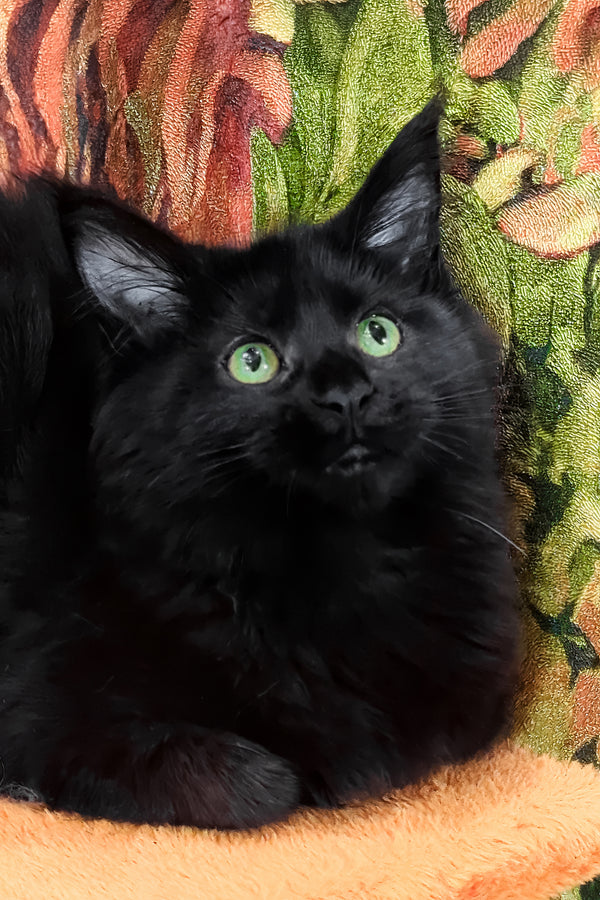 Cali | Maine Coon Kitten