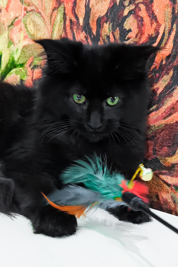 Cali | Maine Coon Kitten