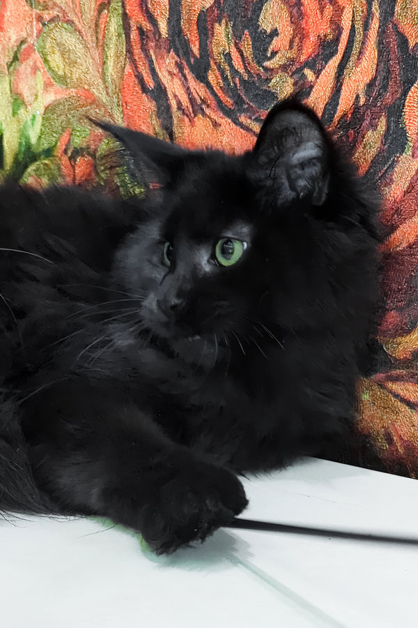 Cali | Maine Coon Kitten