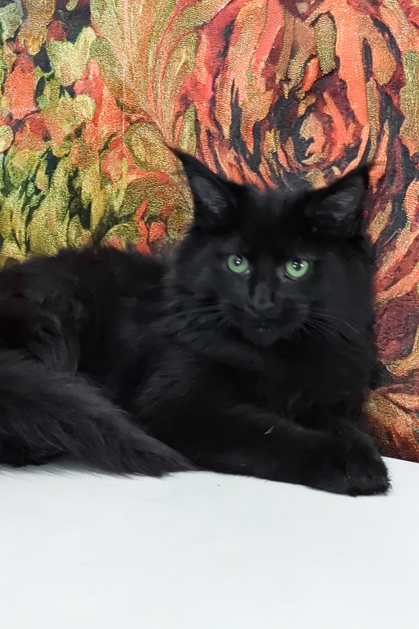 Cali | Maine Coon Kitten