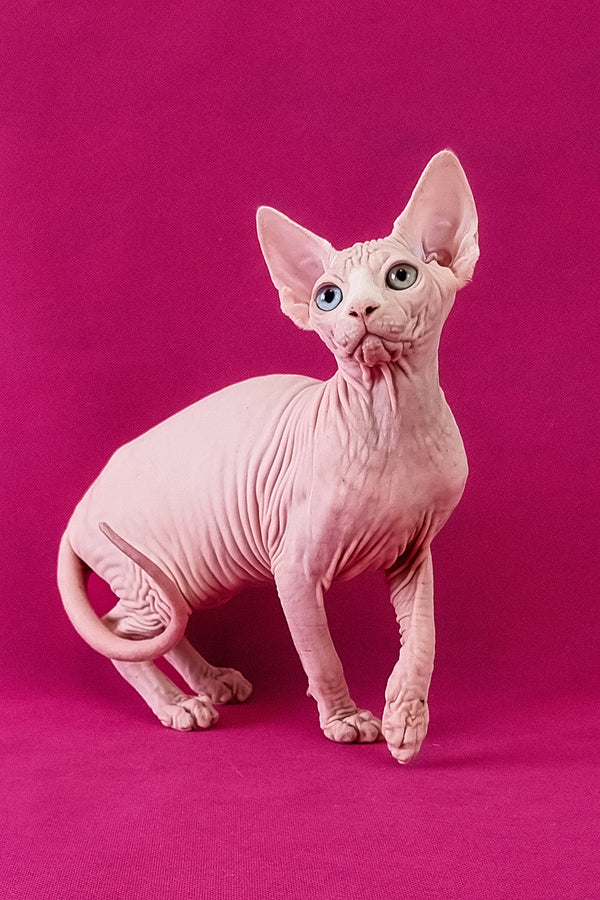 Calibri | Canadian Sphynx Kitten