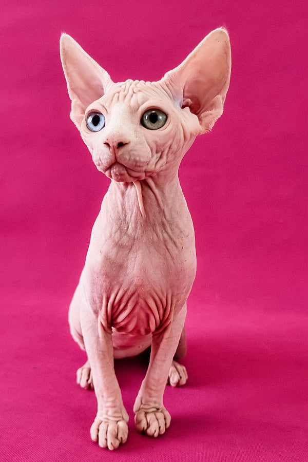 Calibri | Canadian Sphynx Kitten