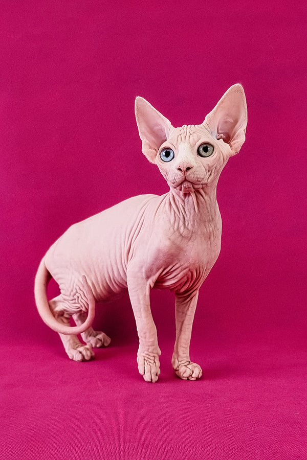 Calibri | Canadian Sphynx Kitten