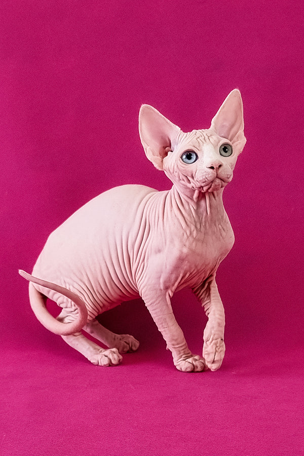 Calibri | Canadian Sphynx Kitten