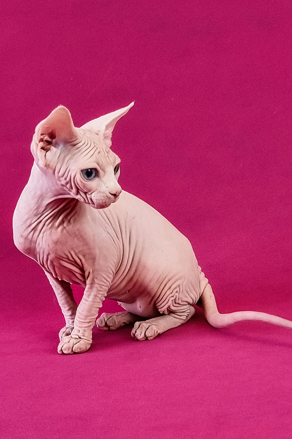 Calibri | Canadian Sphynx Kitten