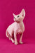 Calibri | Canadian Sphynx Kitten