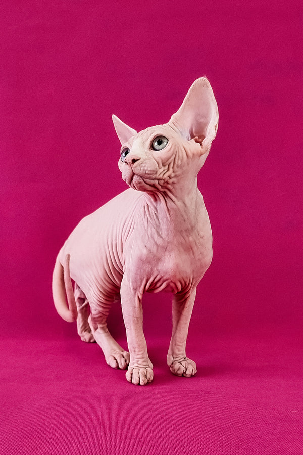Calibri | Canadian Sphynx Kitten