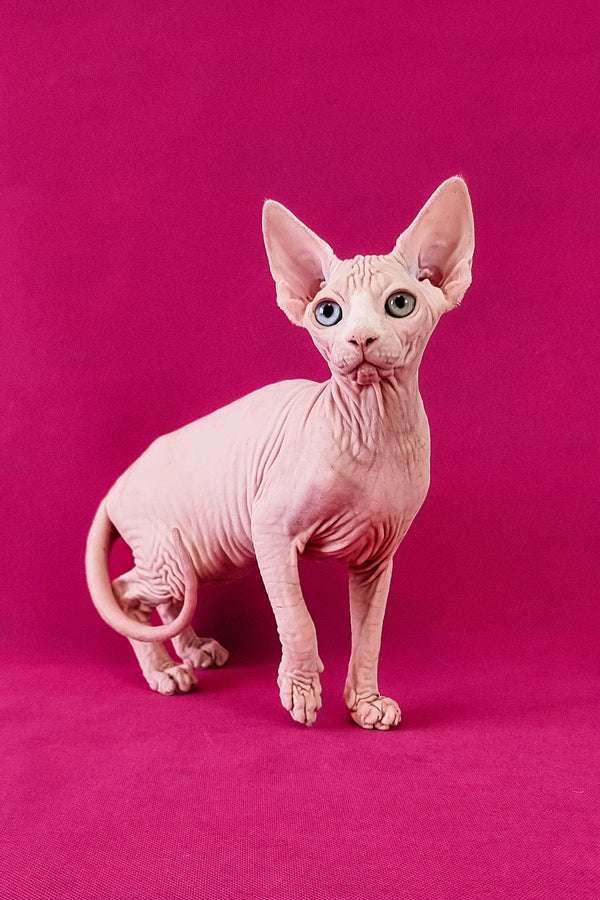 Calibri | Canadian Sphynx Kitten