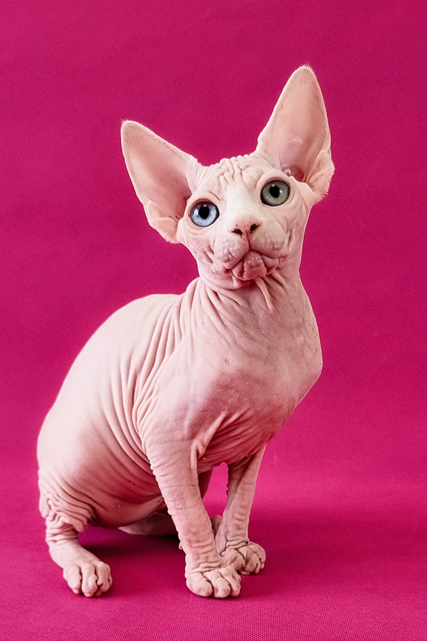 Calibri | Canadian Sphynx Kitten