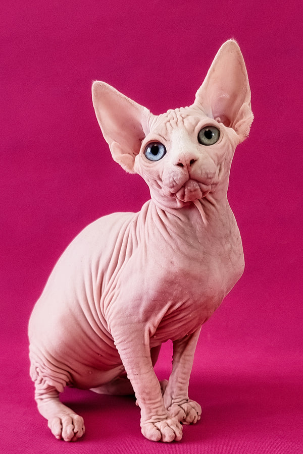 Calibri | Canadian Sphynx Kitten