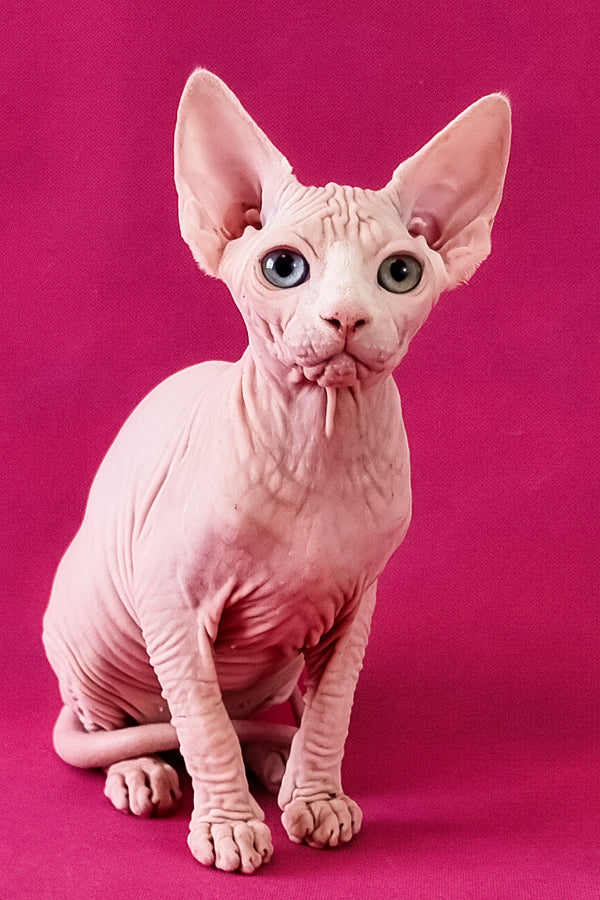 Calibri | Canadian Sphynx Kitten