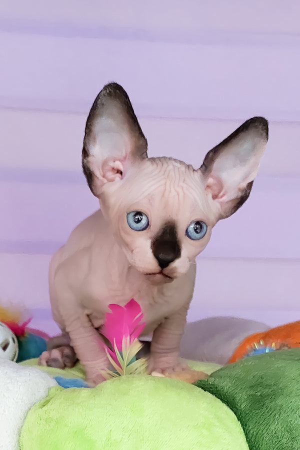 Califf | Canadian Sphynx Kitten