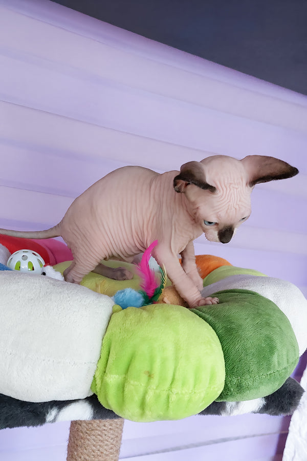 Califf | Canadian Sphynx Kitten