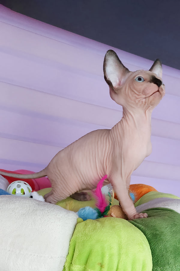Califf | Canadian Sphynx Kitten