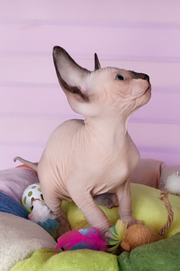 Califf | Canadian Sphynx Kitten